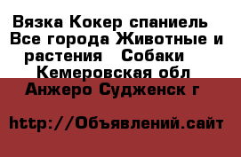 Вязка Кокер спаниель - Все города Животные и растения » Собаки   . Кемеровская обл.,Анжеро-Судженск г.